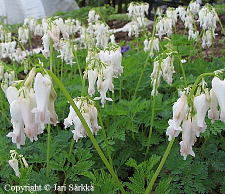 Purppurapikkusyd&auml;n - stort f&auml;nrikshj&auml;rta - Dicentra Formosa-ryhm&auml; 'Alba'